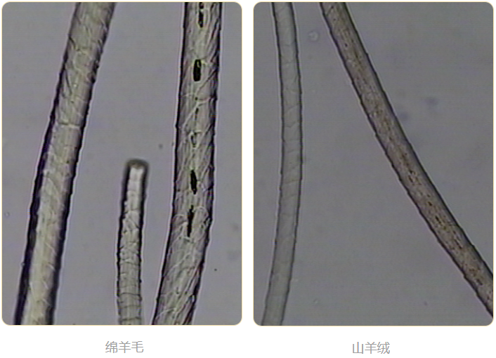 ”羊绒衫真的越贵越好吗？ag旗舰厅手机版“软黄金(图2)